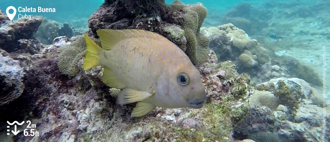 Damselfish in Caleta Buena