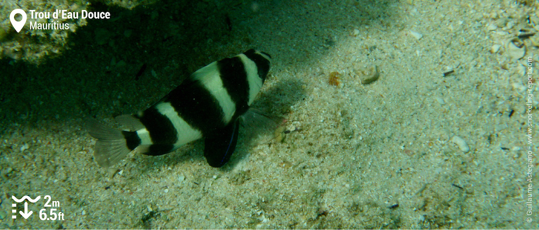 Damselfish at Trou d'Eau Douce, Mauritius