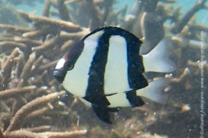 Demoiselle à trois bandes noires