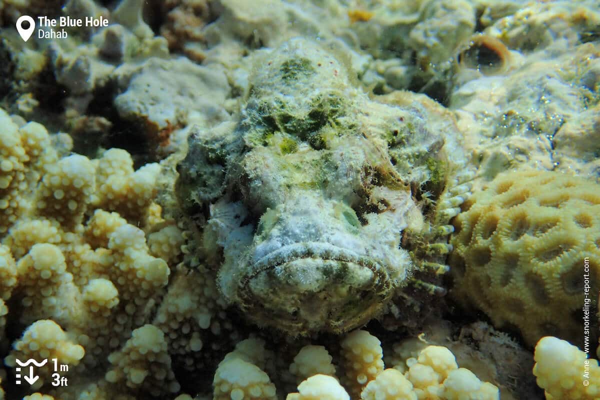 Devil scorpionfish at Dahab's Blue Hole