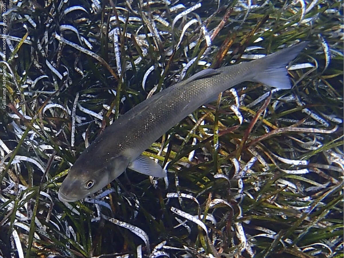 Dicentrarchus labrax