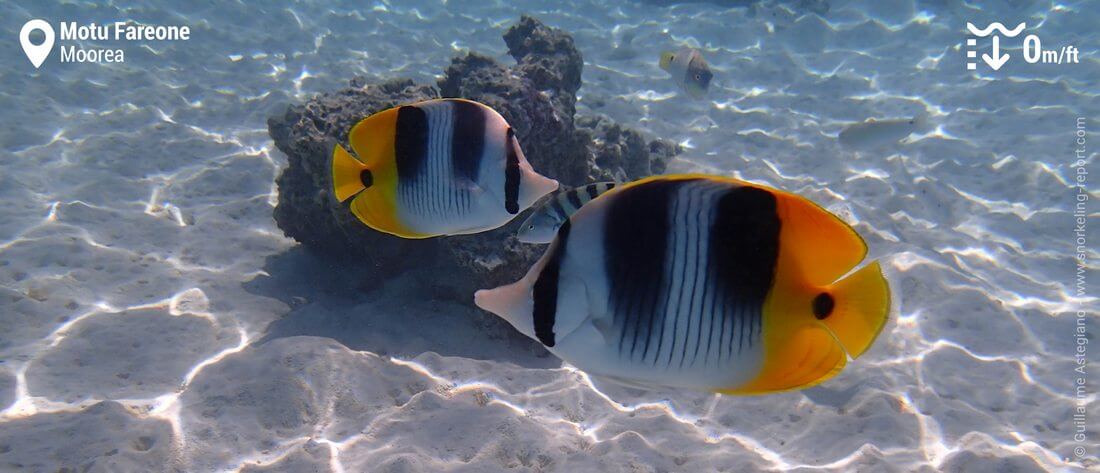 Double-saddle butterflyfish at Motu Fareone, Moorea