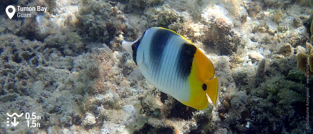 Double-saddle butterflyfish at Tumon Bay, Guam snorkeling