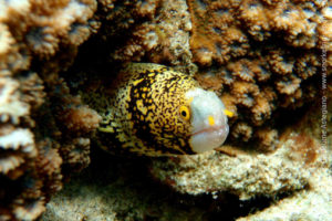 Snowflake moray