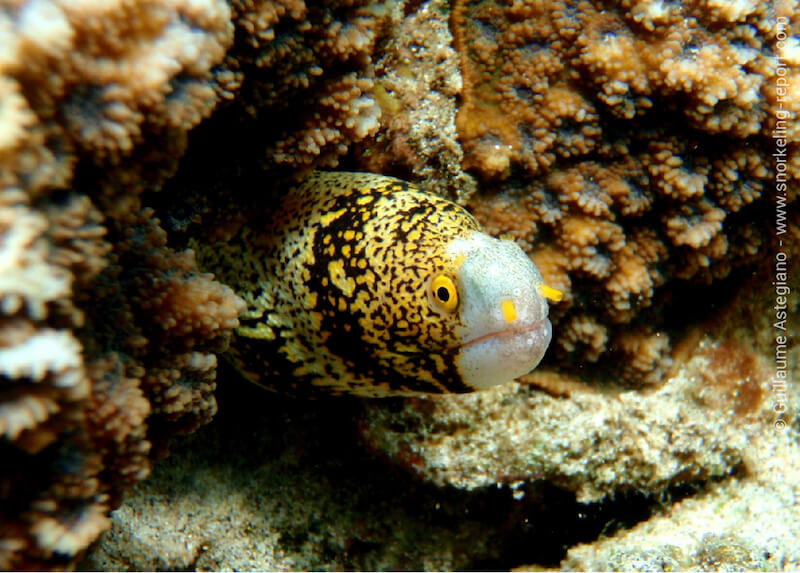 Snowflake moray