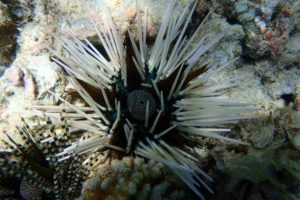 Echinothrix calamaris
