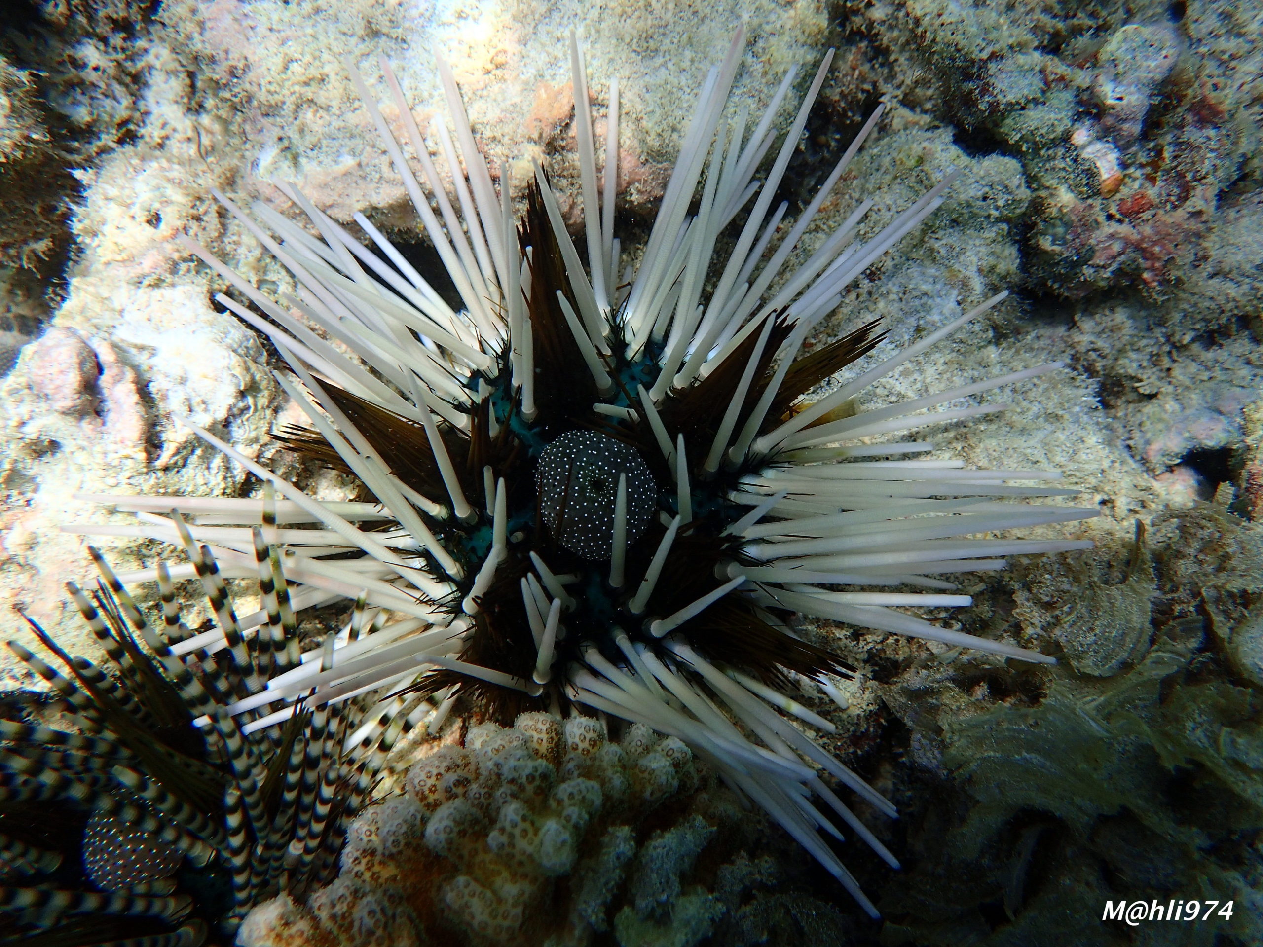 Echinothrix calamaris