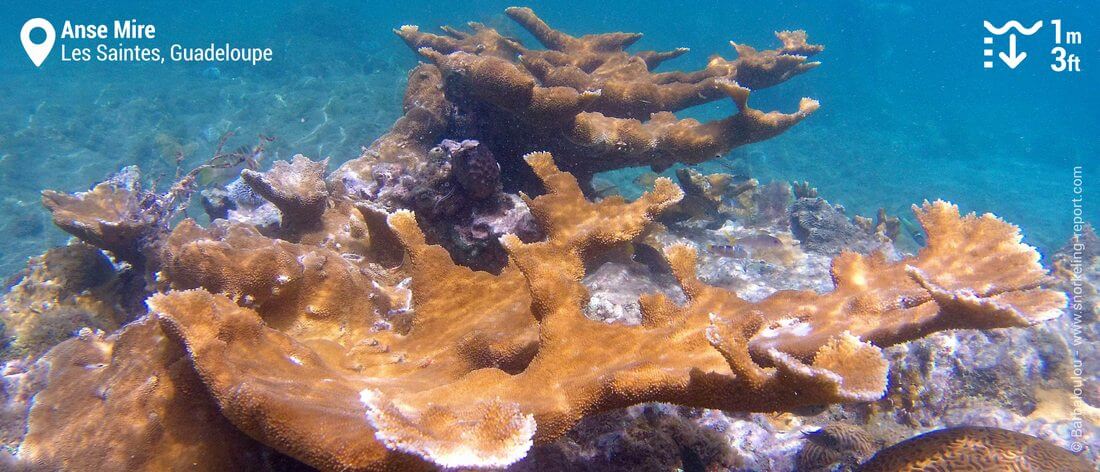 Elkhorn coral at Anse Mire, Guadeloupe snorkeling