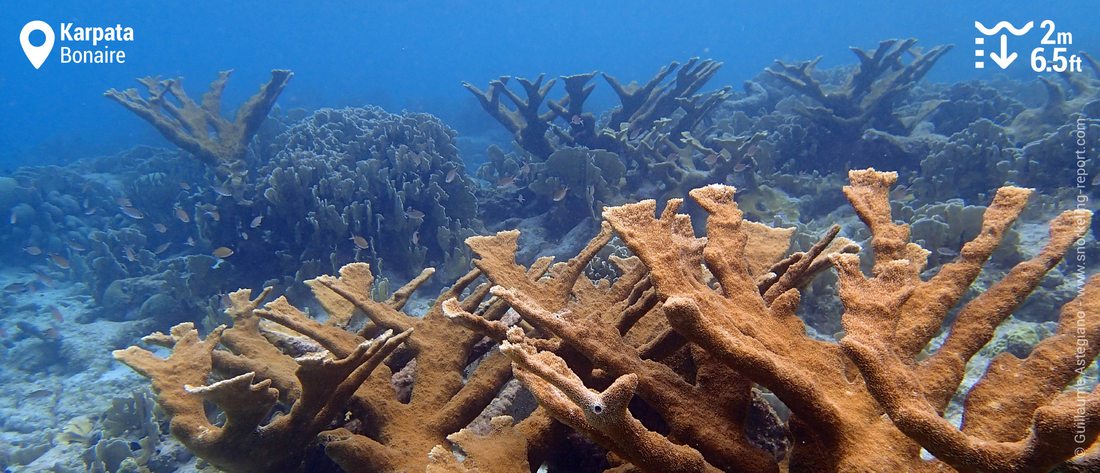 Elkhorn coral in Karpata