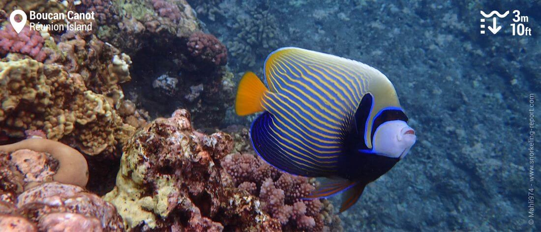 Emperor angelfish at Boucan Canot beach, Réunion Island