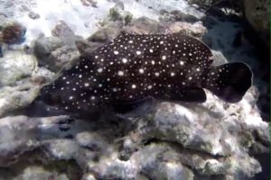 Epinephelus caeruleopunctatus