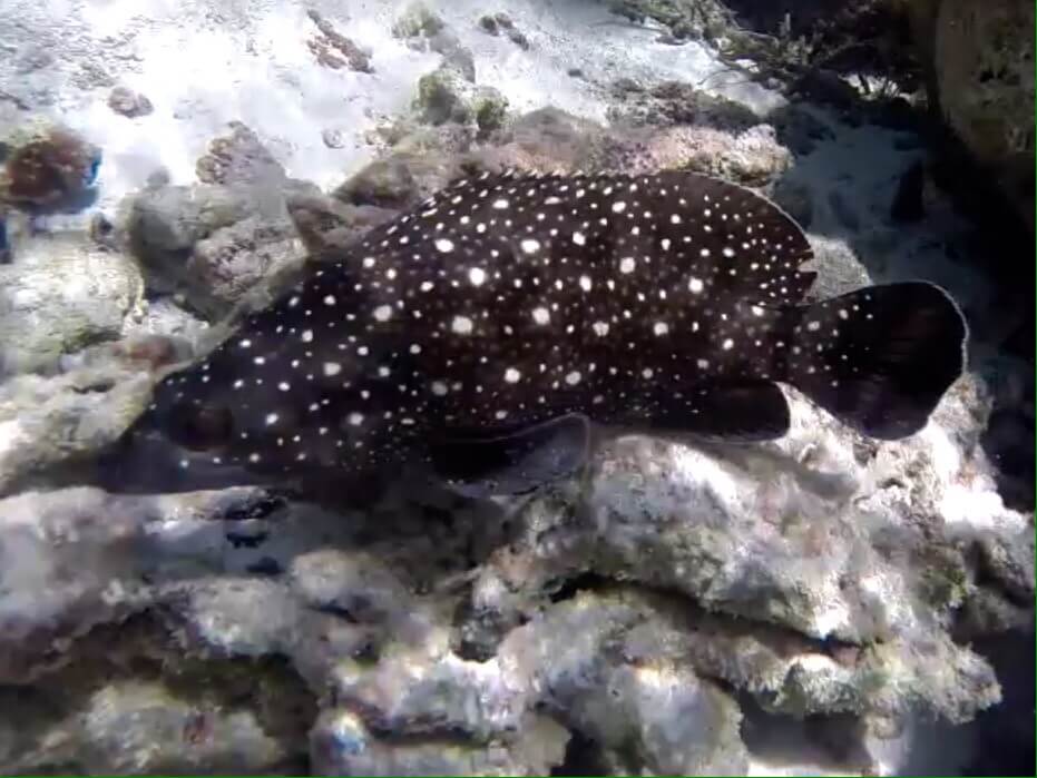 Epinephelus caeruleopunctatus