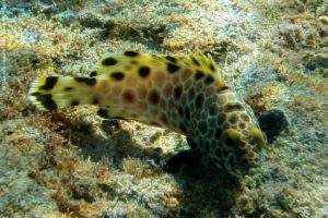 Epinephelus macrospilos