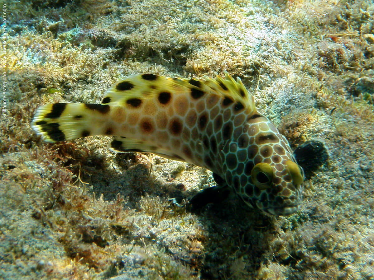 Epinephelus macrospilos