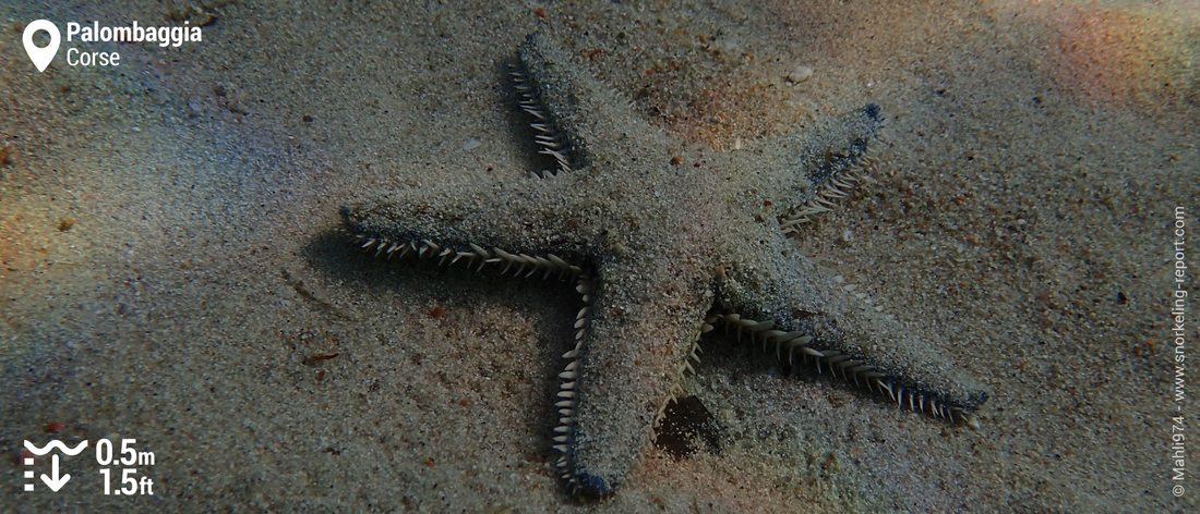 Etoile de mer à Palombaggia