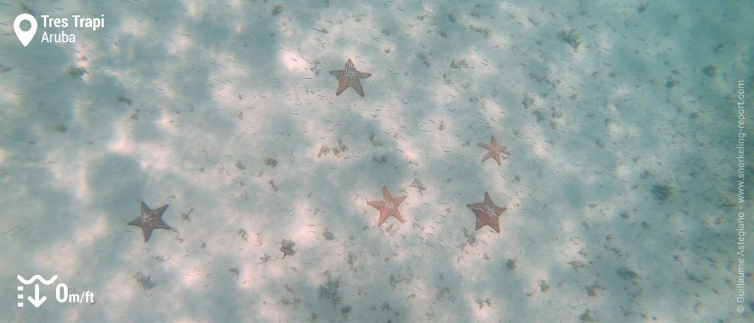 Etoiles de mer coussin à Tres Trapi, snorkeling à Aruba