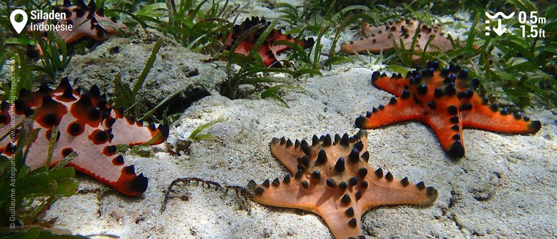 Etoiles de mer à cornes à Siladen, Indonésie