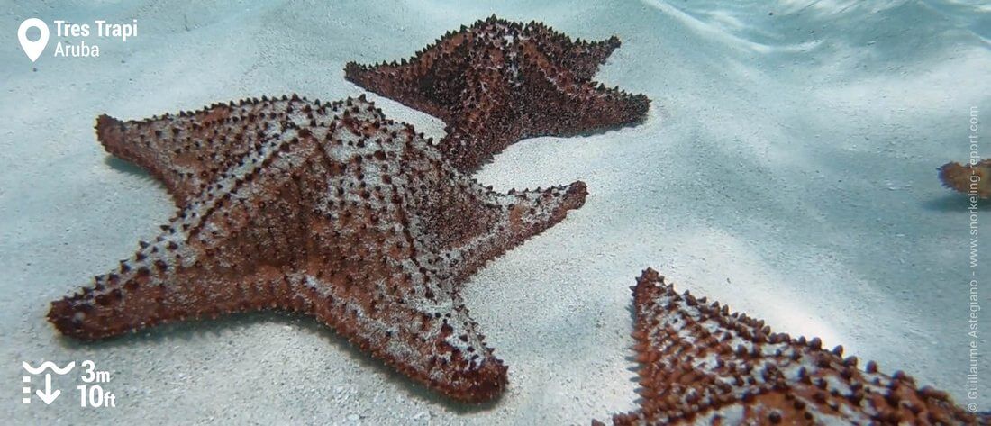 Etoiles de mer coussin à Tres Trapi, snorkeling à Aruba