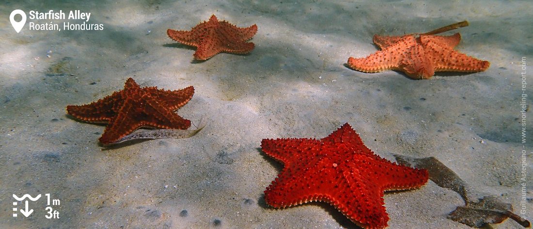 Etoiles de mer coussin rouges à Starfish Alley, Roatan