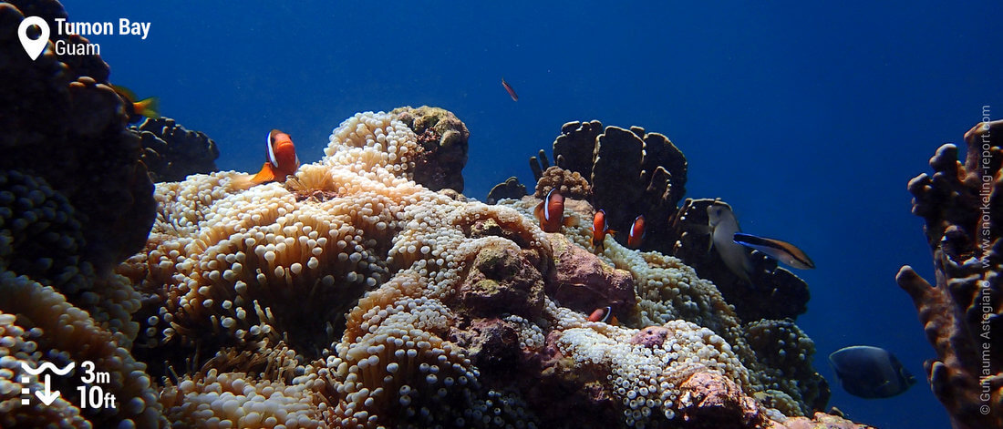 Fire clownfish on Tumon Bay reef drop-off, Guam snorkeling