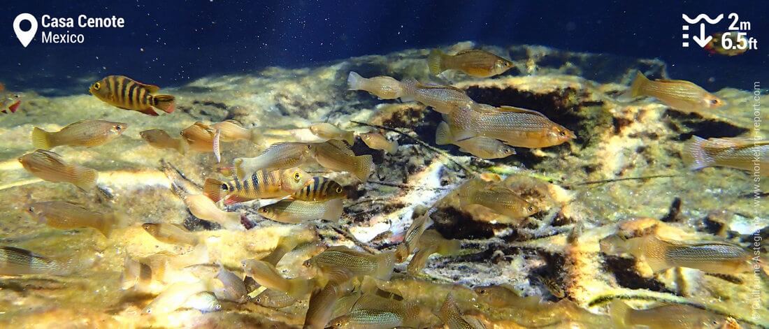 Platys and guppies in Casa Cenote, Mexico