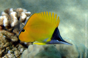 Yellow longnose butterflyfish