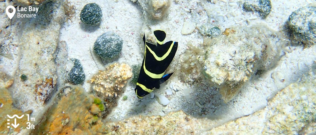 French angelfish in Lac Bay, Bonaire