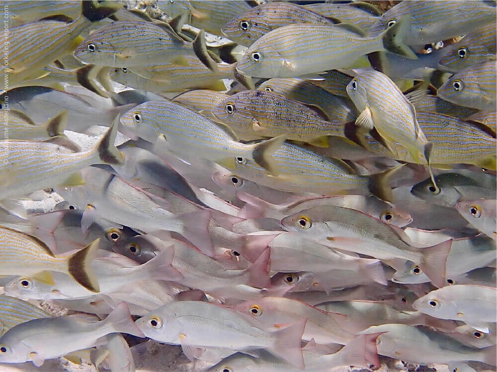 Doctorfish (Acanthurus chirurgus) · iNaturalist