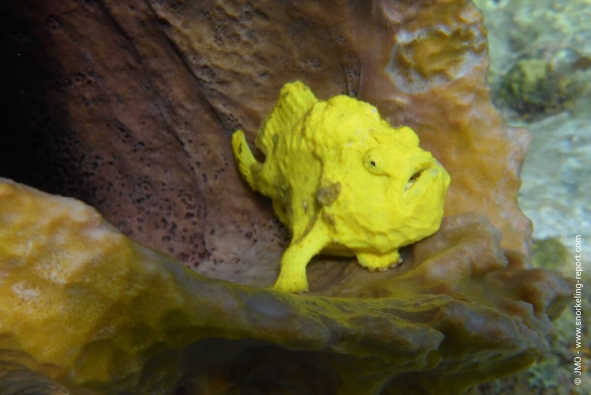 Frogfish at Vieux Fort