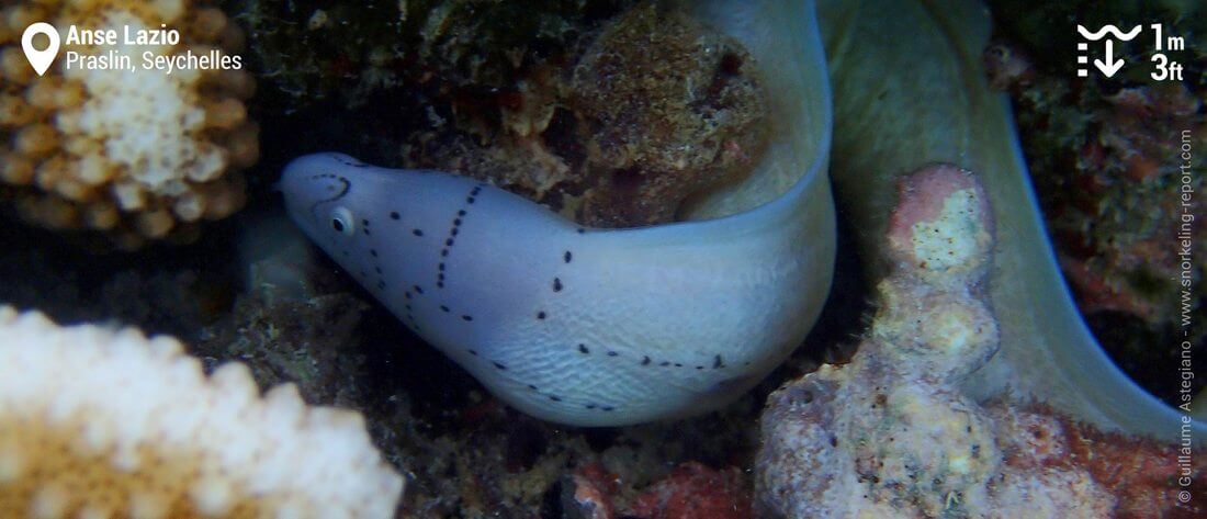 Geometric moray eel at Anse Lazio - Snorkeling in Praslin