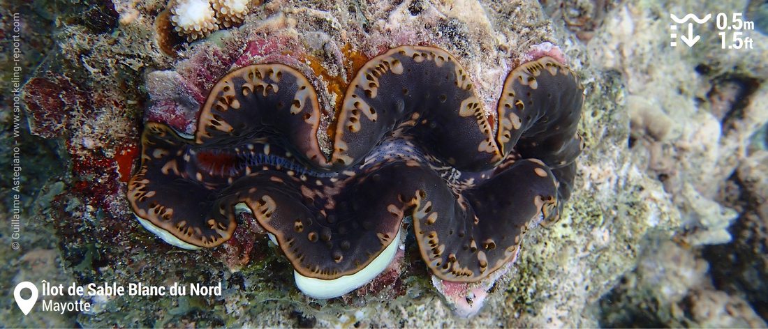 Giant clam in Mayotte