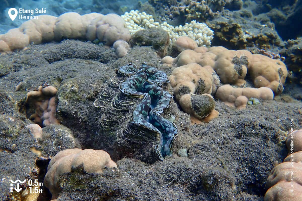 Blue giant clam on Etang Sale reef flat