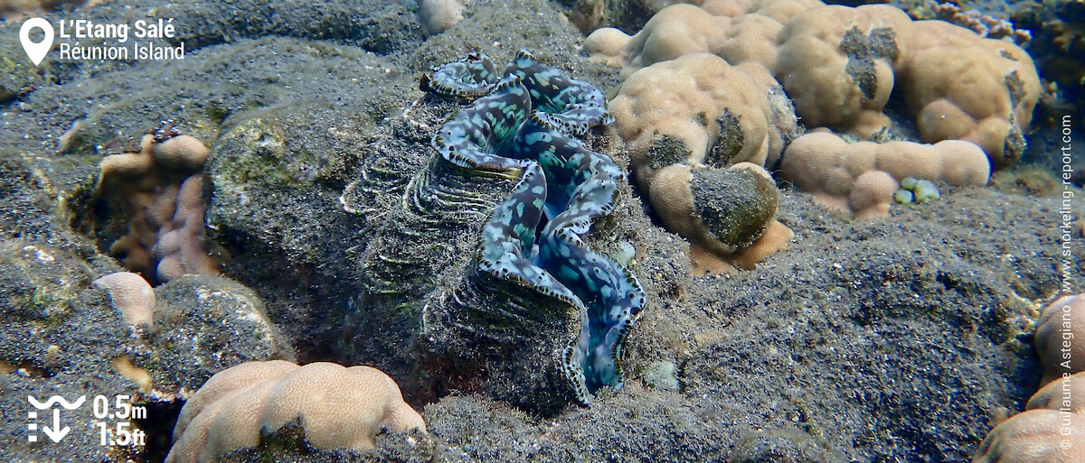 Giant clam at Etang Salé