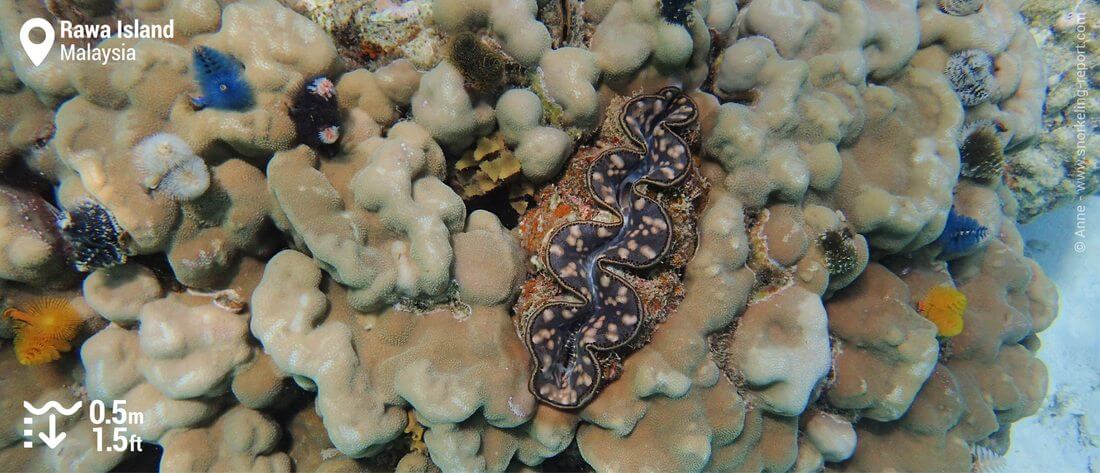 Giant clam at Rawa island