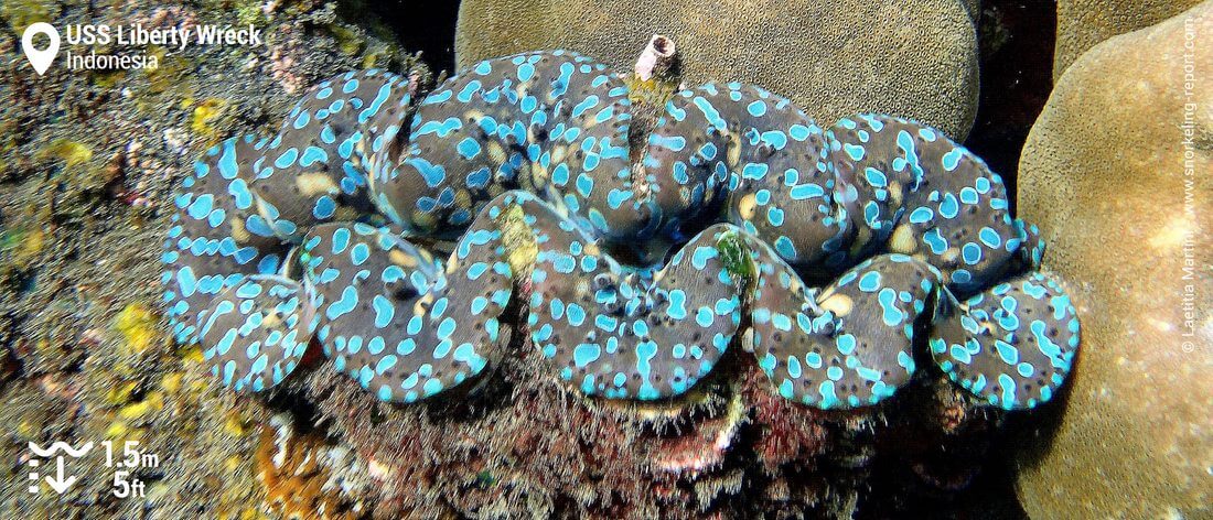 Giant clam on the USS Liberty wreck, Bali