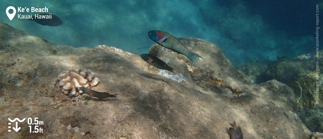 Girelle-paon à selle à Ke'e Beach, Kauai