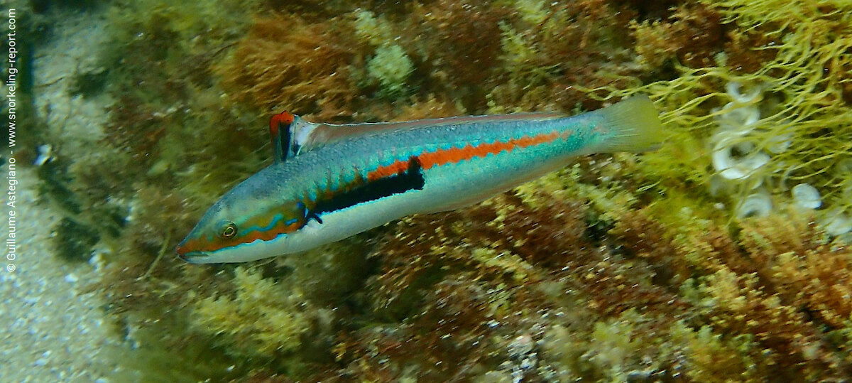Girelle royale aux Îles Lavezzi