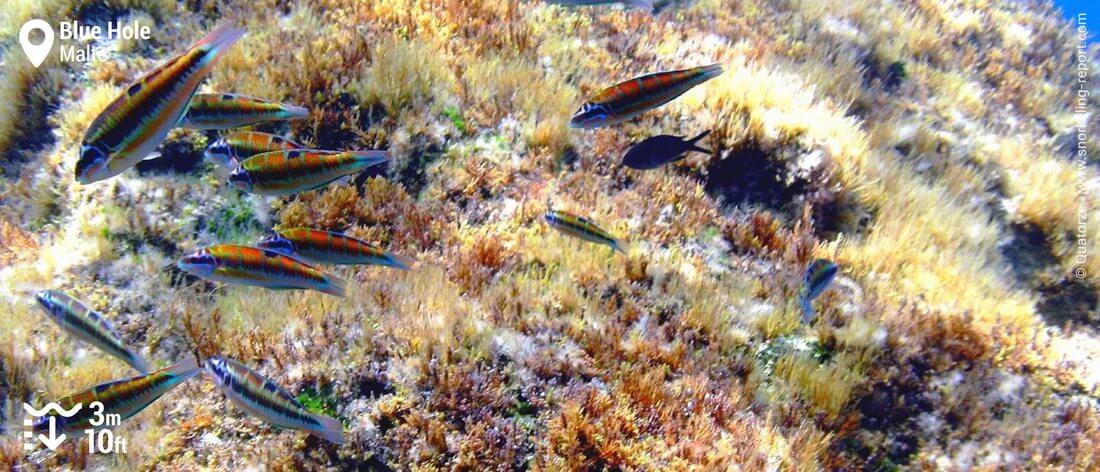 Girelles-paon au Blue Hole, Malte