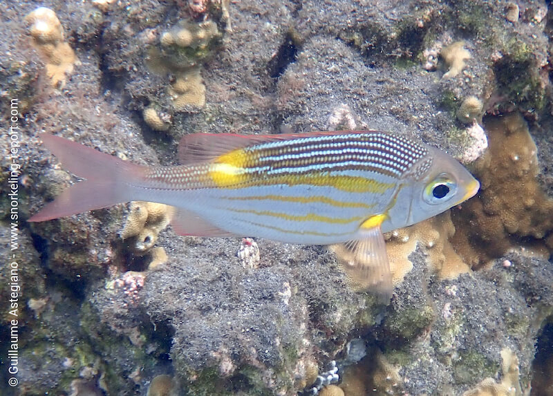 Gnathodentex aureolineatus