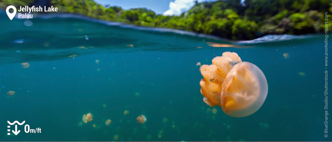 Golden jellyfish in Palau's Jellyfish Lake