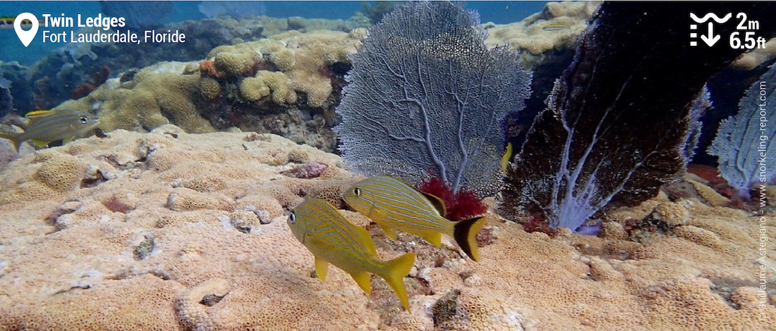 Gorettes sur le récif de Twin Ledges, Fort Lauderdale