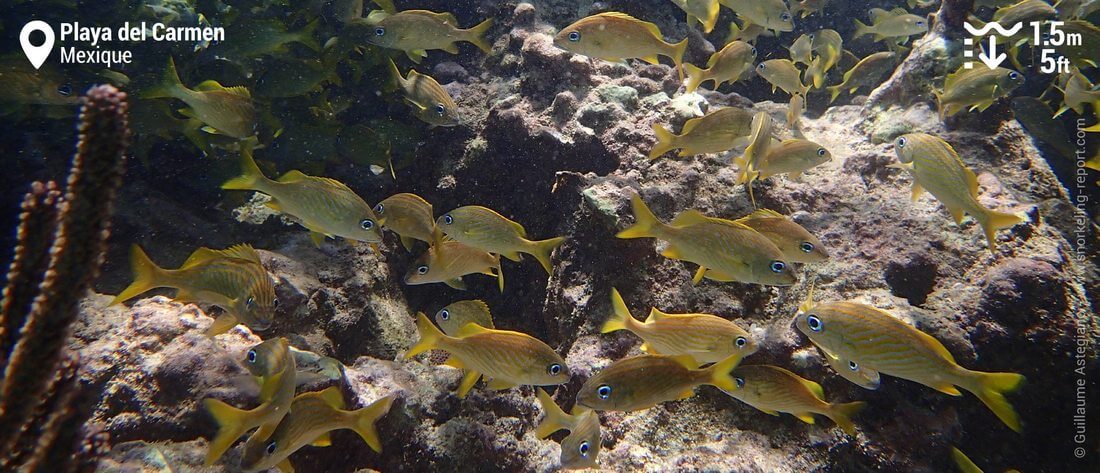 Gorettes jaunes à Playa del Carmen, Mexique