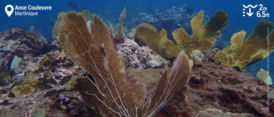 Gorgones sur les fonds marins de l'Anse Couleuvre - Snorkeling en Martinique