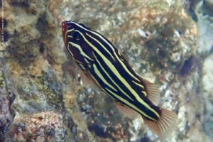 Grammistes sexlineatus