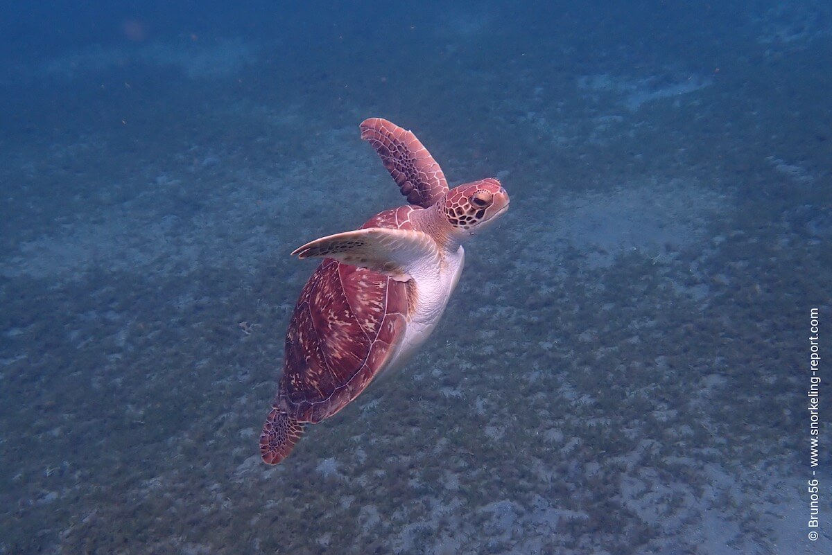 Green sea turtle in Malendure