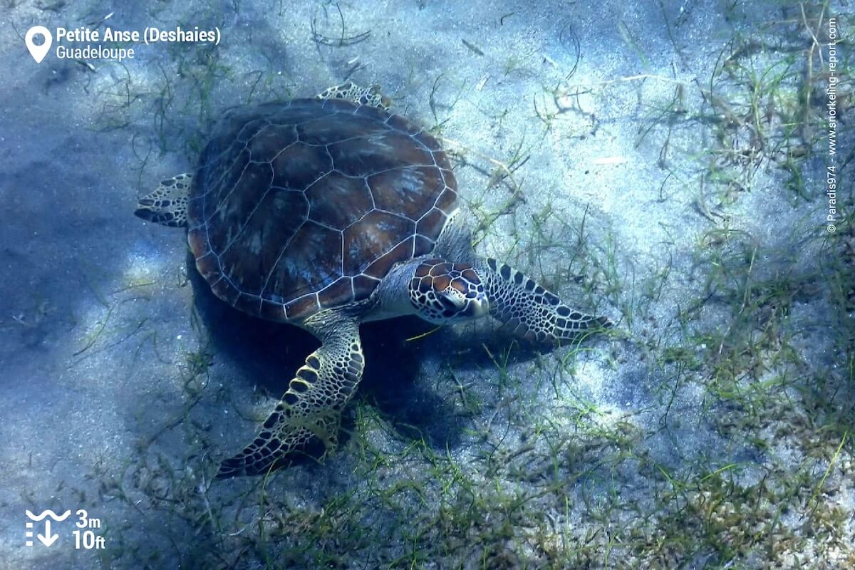 Green sea turtle at Petite Anse, Deshaies