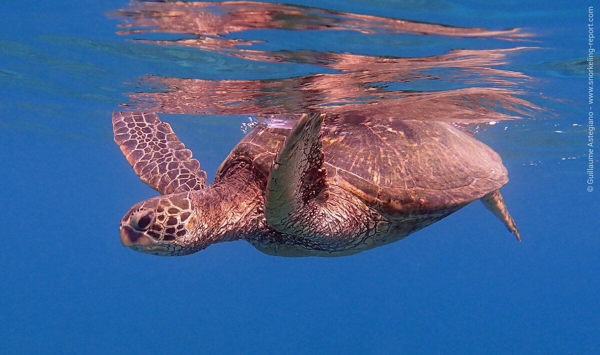 Green sea turtle in Turtle Town