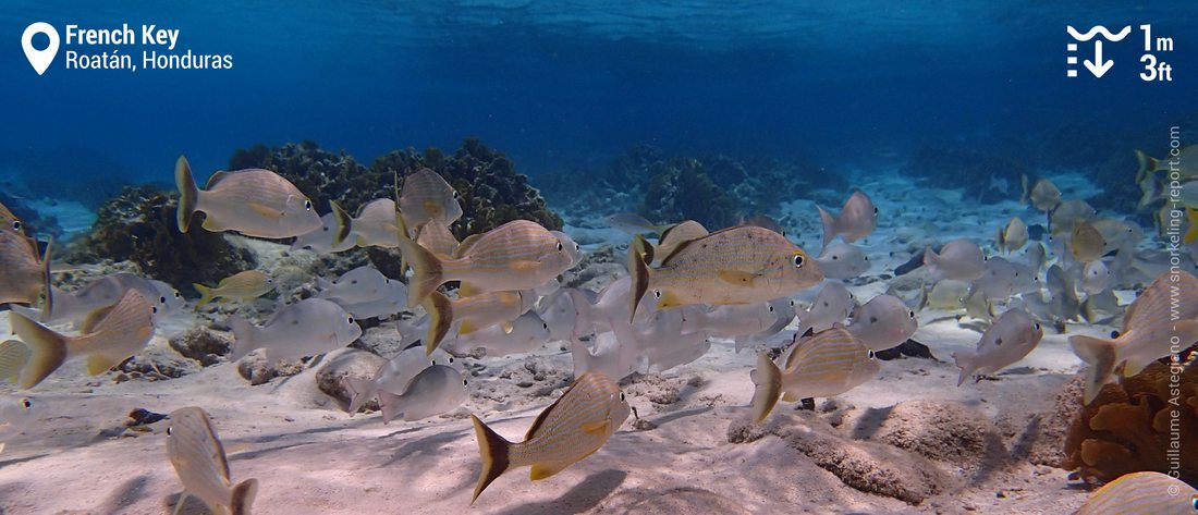 School of grunt at French Key