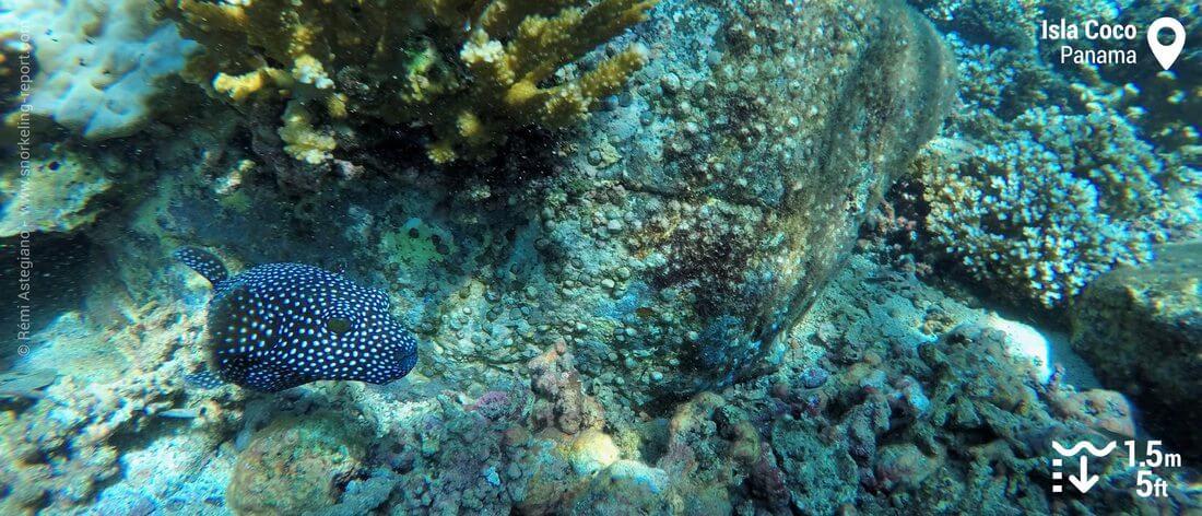 Guineafowl puffer at Isla Coco, Coiba