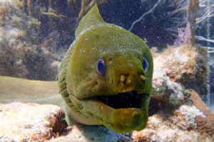 Green moray